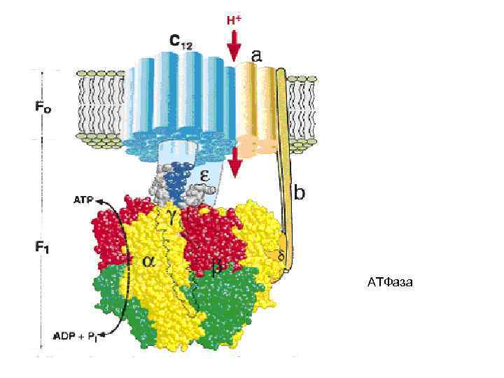 АТФаза 