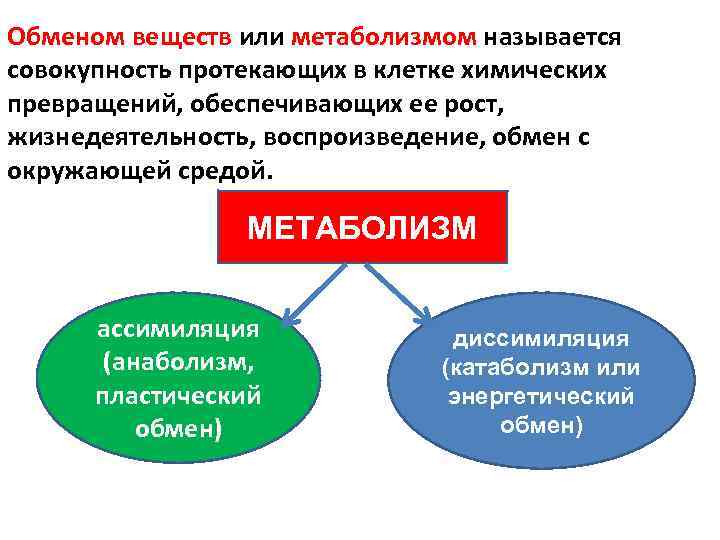 Обменом веществ или метаболизмом называется совокупность протекающих в клетке химических превращений, обеспечивающих ее рост,