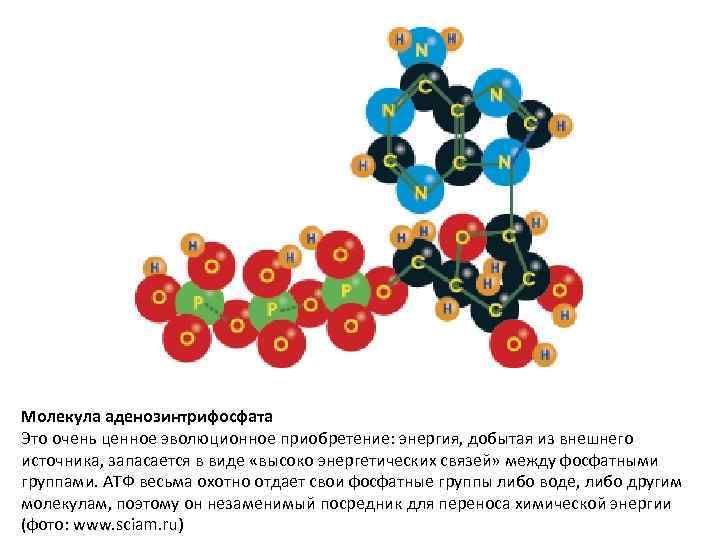 Молекула аденозинтрифосфата Это очень ценное эволюционное приобретение: энергия, добытая из внешнего источника, запасается в