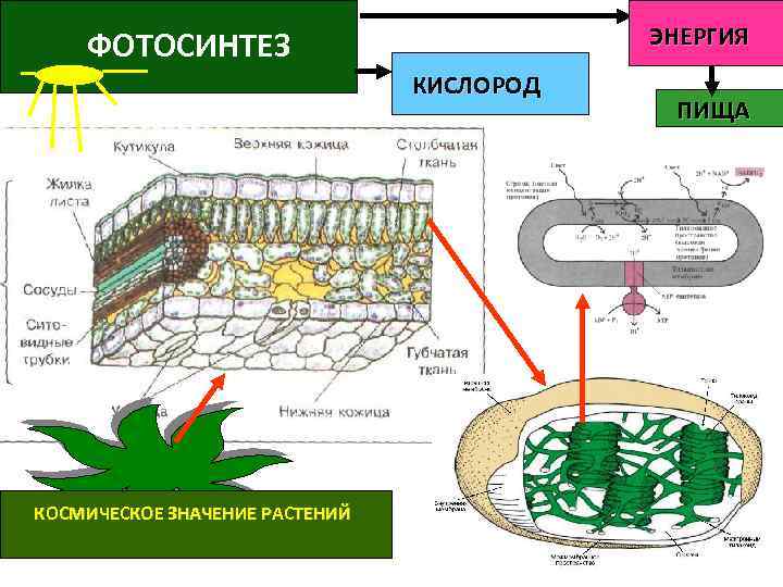 Одновременно в листьях осуществляется процесс. Фотосинтез у бактерий. Схема процесса фотосинтеза. Фотосинтез цианобактерий. Фотосинтез цианобактерий схема.