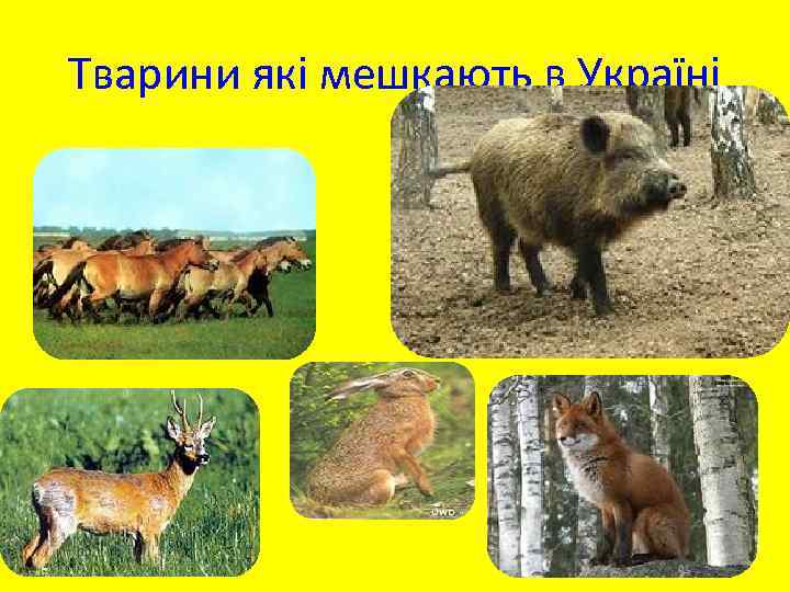 Тварини які мешкають в Україні 