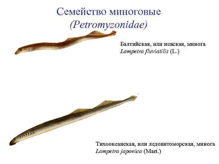 Семейство миноговые (Petromyzonidae) Балтийская, или невская, минога Lampetra fluviatilis (L. ) Тихоокеанская, или ледовитоморская,