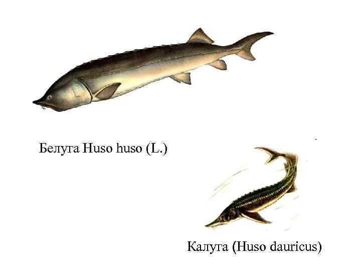 Белуга Huso huso (L. ) Калуга (Huso dauricus) 