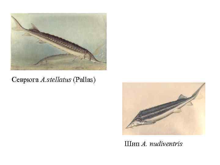 Севрюга A. stellatus (Pallas) Шип A. nudiventris 