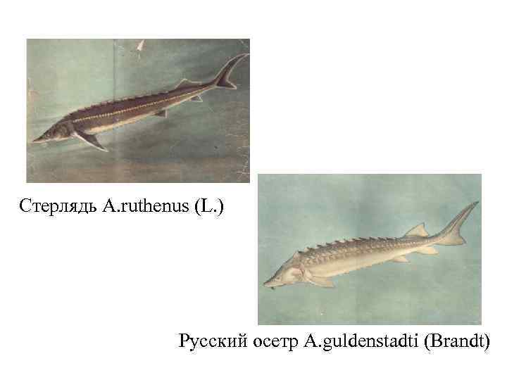 Стерлядь A. ruthenus (L. ) Русский осетр A. guldenstadti (Brandt) 