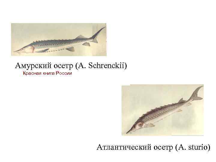 Амурский осетр (A. Schrenckii) Красная книга России Атлантический осетр (A. sturio) 