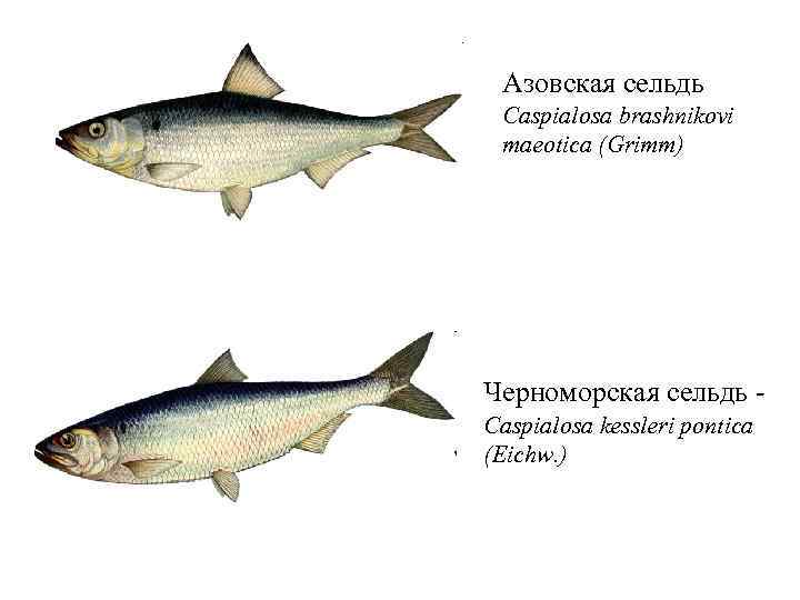 Звуковая схема сельдь