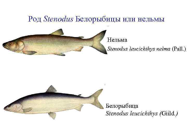Род Stenodus Белорыбицы или нельмы Нельма Stenodus leucichthys nelma (Pall. ) Белорыбица Stenodus leucichthys