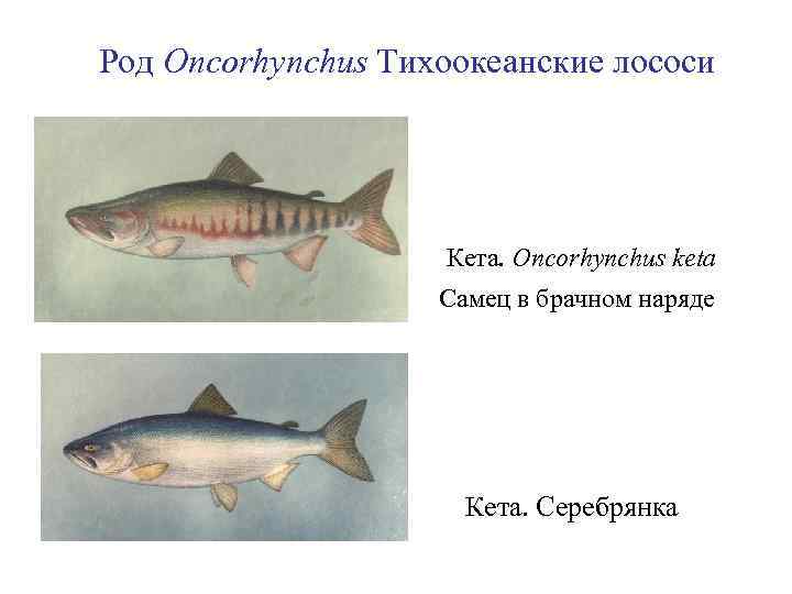 Род Oncorhynchus Тихоокеанские лососи Кета. Oncorhynchus keta Самец в брачном наряде Кета. Серебрянка 