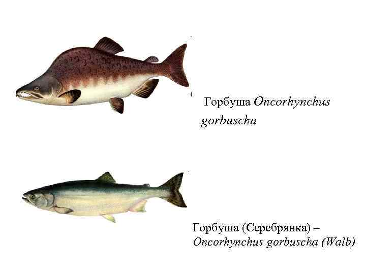 Рыба серебрянка как готовить