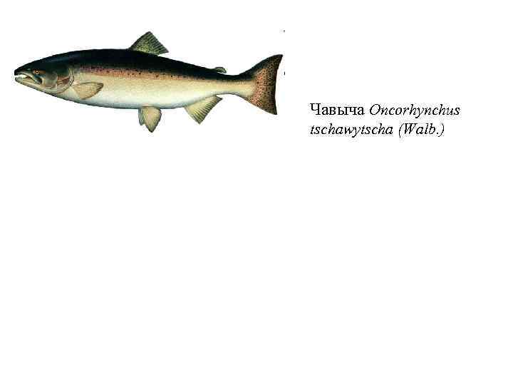 Чавыча Oncorhynchus tschawytscha (Walb. ) 