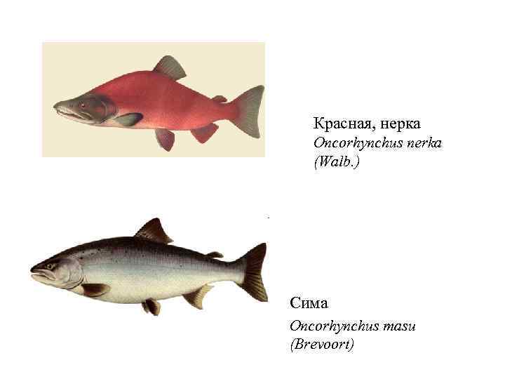 Красная, нерка Oncorhynchus nerka (Walb. ) Сима Oncorhynchus masu (Brevoort) 