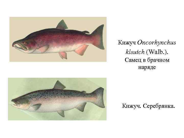 Кижуч Oncorhynchus kisutch (Walb. ). Самец в брачном наряде Кижуч. Серебрянка. 