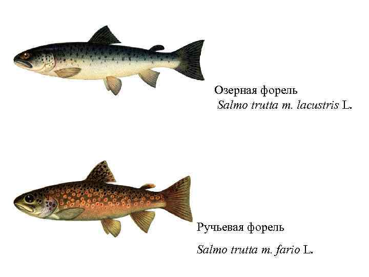 Озерная форель Salmo trutta m. lacustris L. Ручьевая форель Salmo trutta m. fario L.