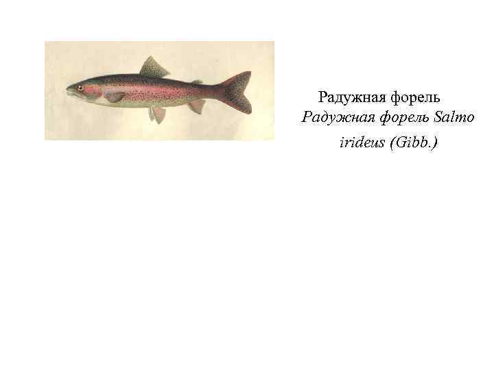 Радужная форель Salmo irideus (Gibb. ) 