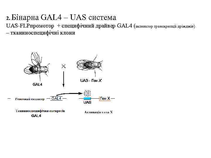 2. Бінарна GAL 4 – UAS система UAS-FLPпромотор + специфічний драйвер GAL 4 (активатор