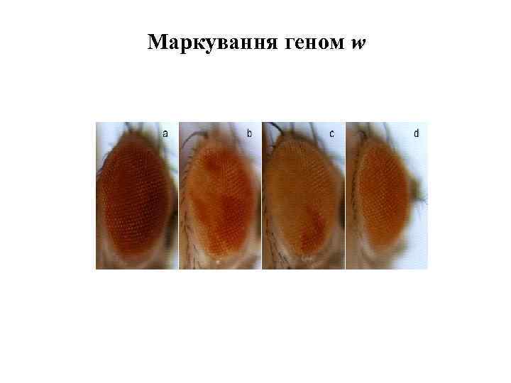 Маркування геном w 