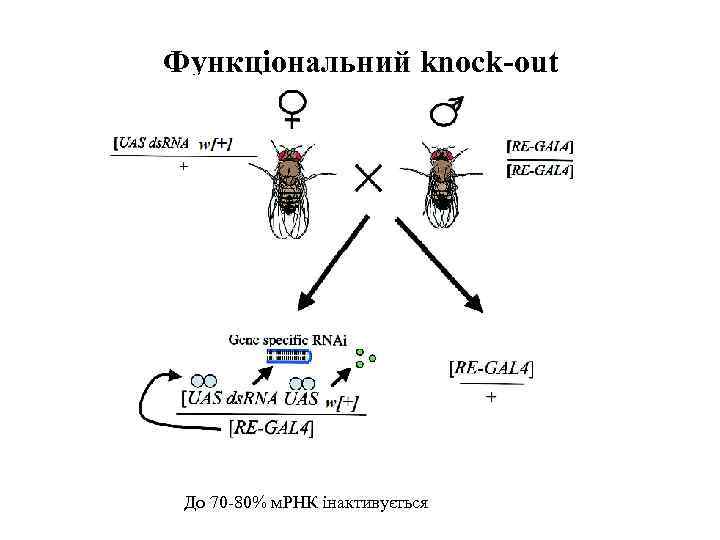 Функціональний knock-out До 70 -80% м. РНК інактивується 