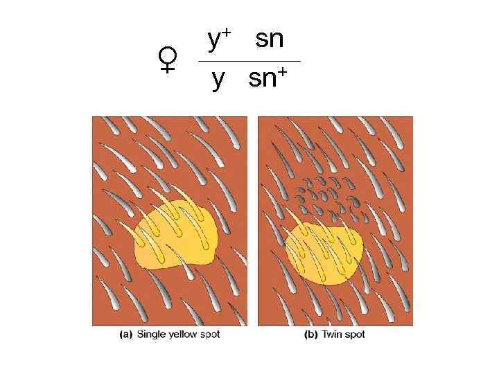 ♀ y+ sn y sn+ 