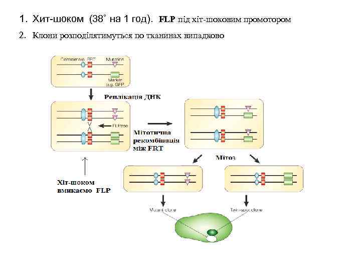 1. Хит-шоком (38˚ на 1 год). FLP під хіт-шоковим промотором 2. Клони розподілятимуться по