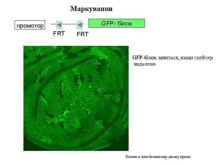 Маркування GFP- білок промотор FRT GFP-білок зявиться, якщо спейсер видалено Клони в імагінальному диску