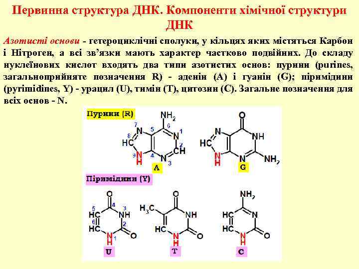 Компоненты днк. Первинна структура. Гетероциклічні сполуки. Азотисті основи. Формула цитозина.