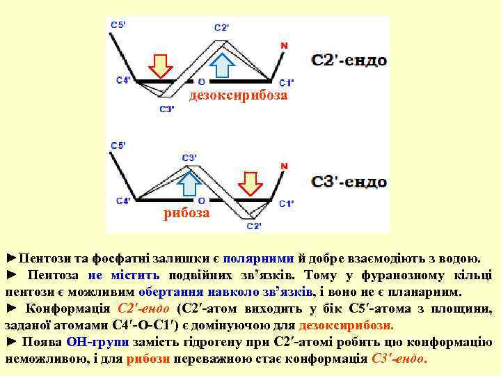 дезоксирибоза ►Пентози та фосфатні залишки є полярними й добре взаємодіють з водою. ► Пентоза