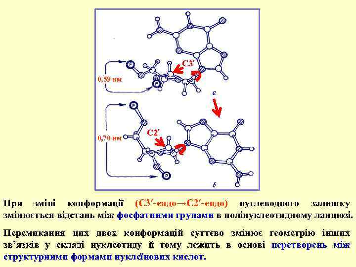 С 3′ 0, 59 нм 0, 70 нм С 2′ При зміні конформації (С