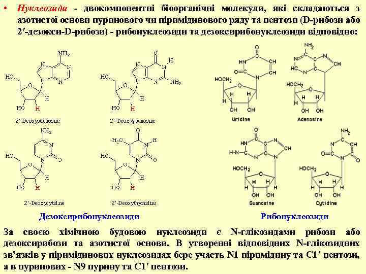  • Нуклеозиди - двокомпонентні біоорганічні молекули, які складаються з азотистої основи пуринового чи