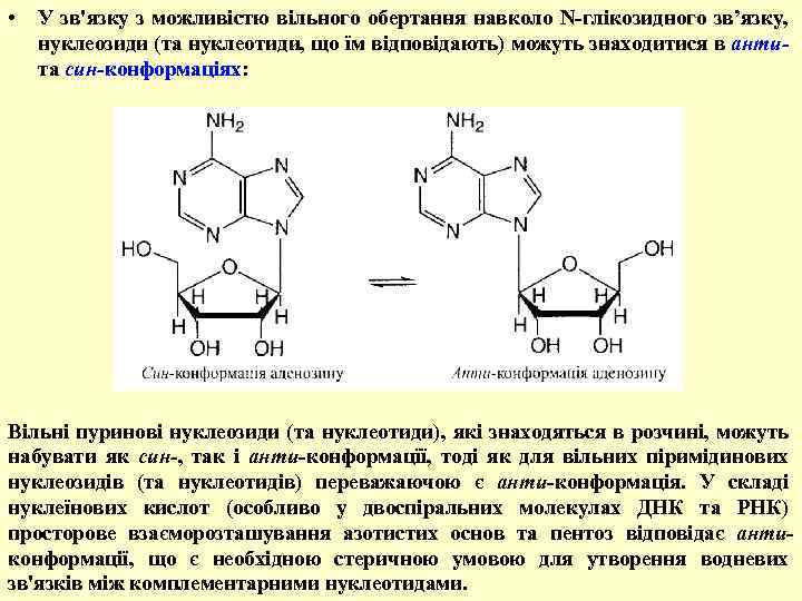 • У зв'язку з можливістю вільного обертання навколо N-глікозидного зв’язку, нуклеозиди (та нуклеотиди,