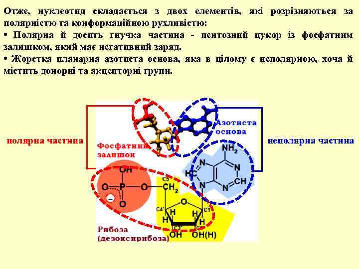 Отже, нуклеотид складається з двох елементів, які розрізняються за полярністю та конформаційною рухливістю: •