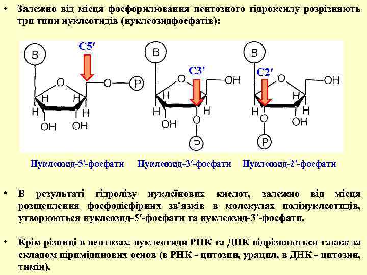  • Залежно від місця фосфорилювання пентозного гідроксилу розрізняють три типи нуклеотидів (нуклеозидфосфатів): С