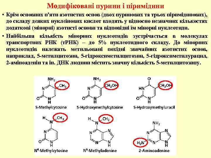 Модифіковані пурини і піримідини • Крім основних п'яти азотистих основ (двох пуринових та трьох