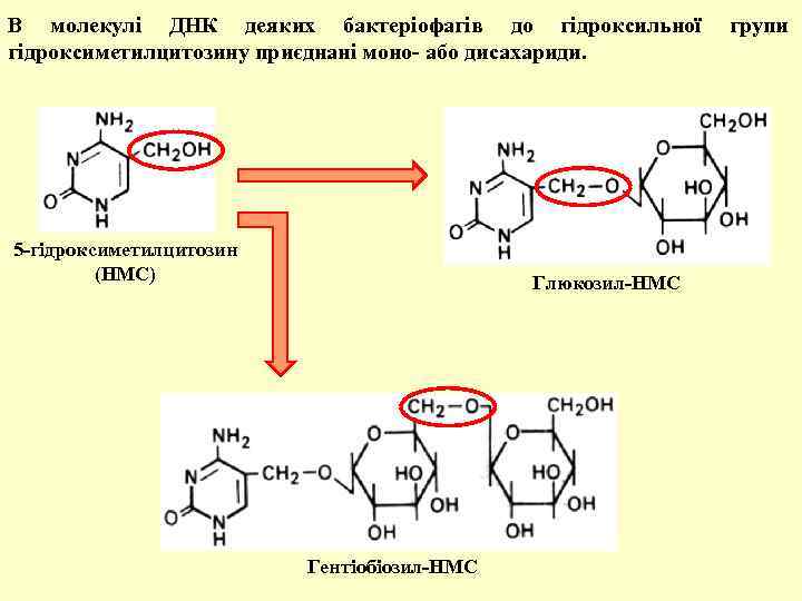 В молекулі ДНК деяких бактеріофагів до гідроксильної групи гідроксиметилцитозину приєднані моно- або дисахариди. 5