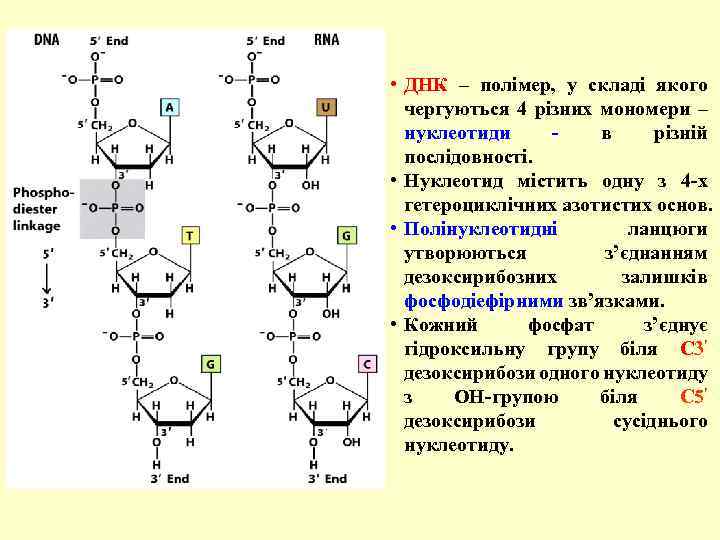  • ДНК – полімер, у складі якого чергуються 4 різних мономери – нуклеотиди