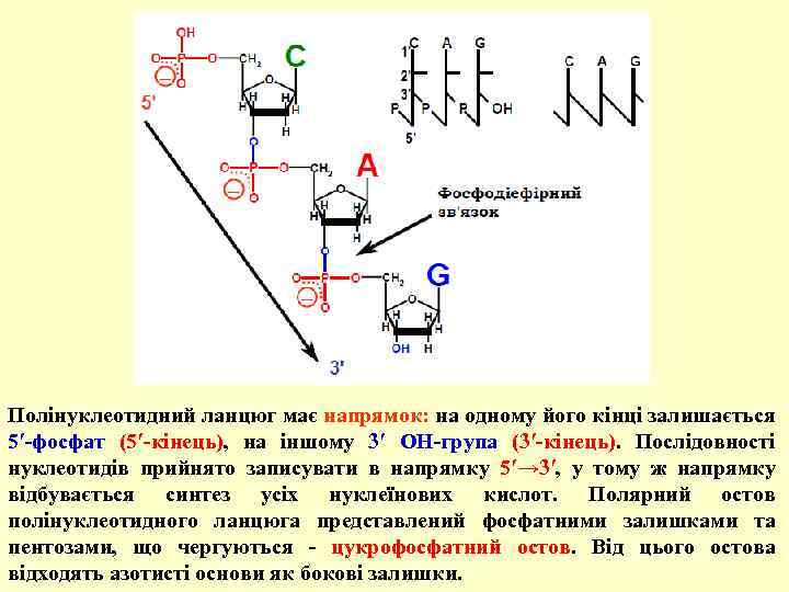 Полінуклеотидний ланцюг має напрямок: на одному його кінці залишається 5′-фосфат (5′-кінець), на іншому 3′