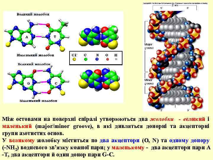 Між остовами на поверхні спіралі утворюються два жолобки - великий і маленький (major/minor groove),