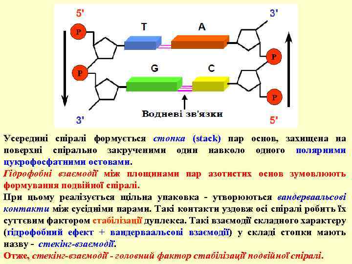 Усередині спіралі формується стопка (stack) пар основ, захищена на поверхні спірально закрученими один навколо