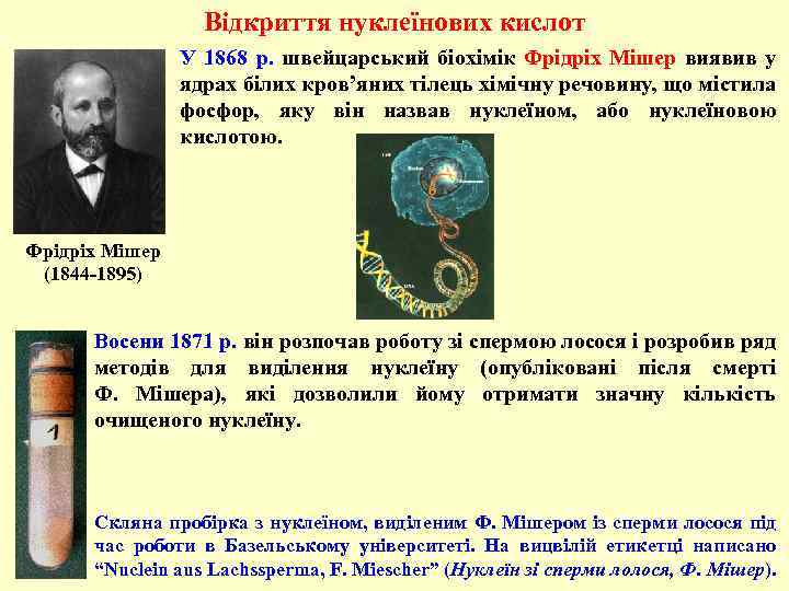 Відкриття нуклеїнових кислот У 1868 р. швейцарський біохімік Фрідріх Мішер виявив у ядрах білих
