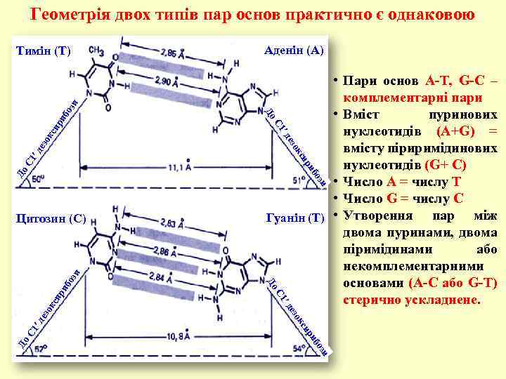 Геометрія двох типів пар основ практично є однаковою • Пари основ A-T, G-C –