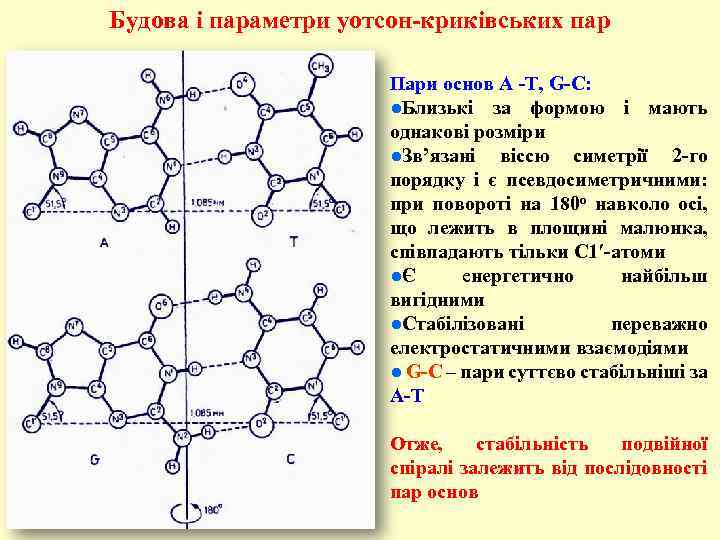 Будова і параметри уотсон-криківських пар Пари основ A -T, G-C: ●Близькі за формою і