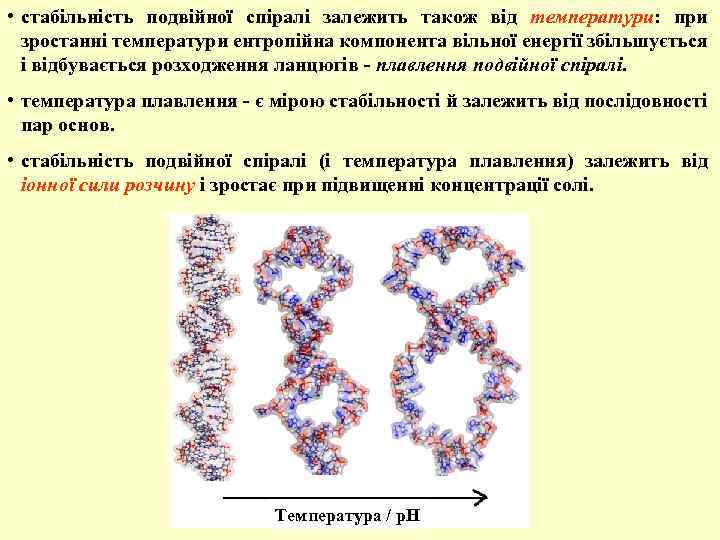  • стабільність подвійної спіралі залежить також від температури: при зростанні температури ентропійна компонента