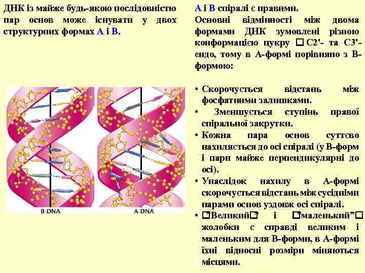ДНК із майже будь-якою послідовністю пар основ може існувати у двох структурних формах А