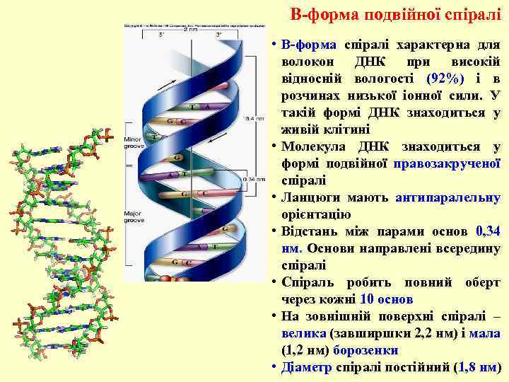 В-форма подвійної спіралі • В-форма спіралі характерна для волокон ДНК при високій відносній вологості