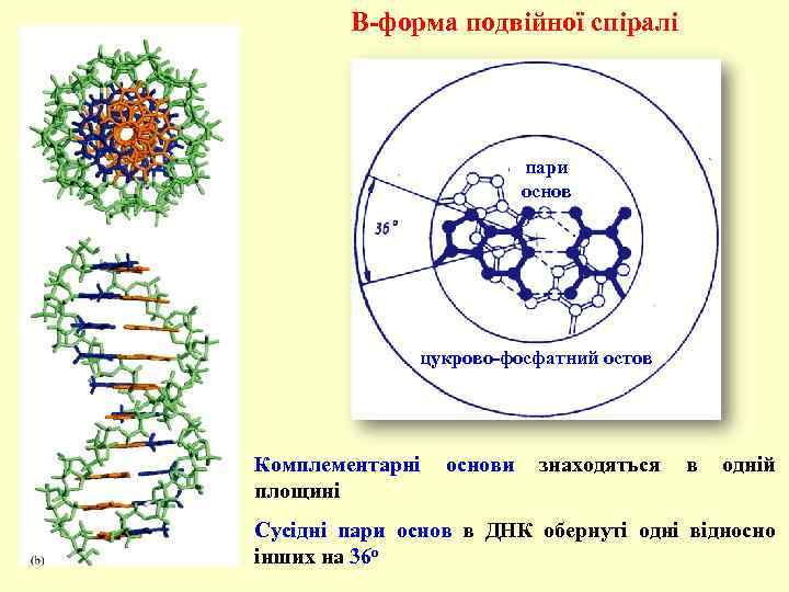 В-форма подвійної спіралі пари основ цукрово-фосфатний остов Комплементарні основи знаходяться в одній площині Сусідні