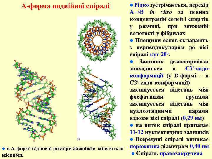 ● Рідко зустрічається, перехід А→В in vitro за певних концентрацій солей і спиртів у