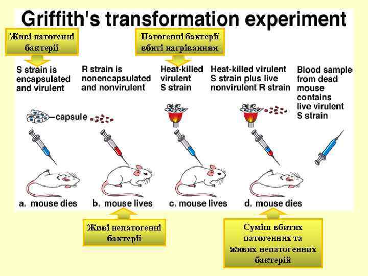 Живі патогенні бактерії Патогенні бактерії вбиті нагріванням Живі непатогенні бактерії Суміш вбитих патогенних та