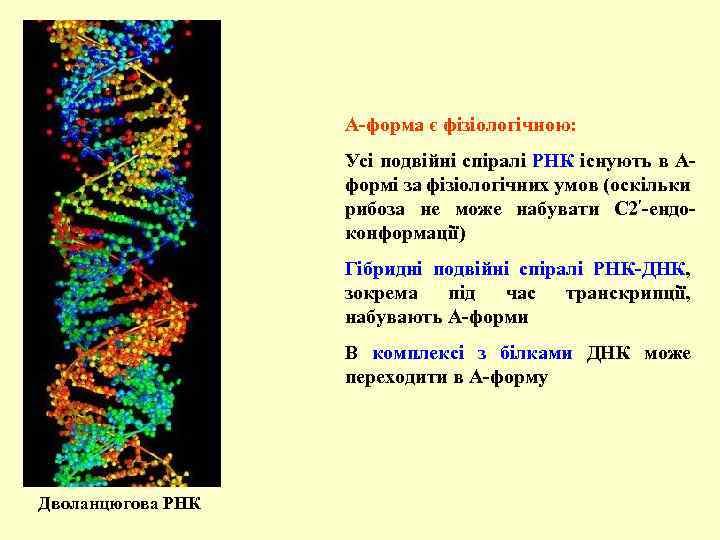 А-форма є фізіологічною: Усі подвійні спіралі РНК існують в Аформі за фізіологічних умов (оскільки