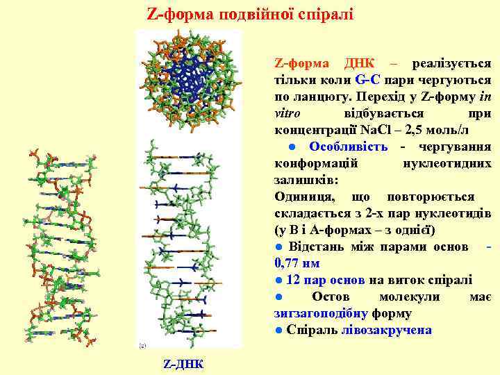 Z-форма подвійної спіралі Z-форма ДНК – реалізується тільки коли G-С пари чергуються по ланцюгу.