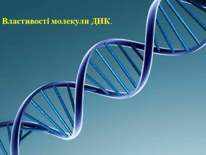 Властивості молекули ДНК. 